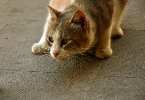 CBD sta diventando popolare per gli animali.