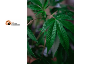 Montesilvano, con un deposito di marijuana da 500mila € 'arrotondava' con reddito di cittadinanza