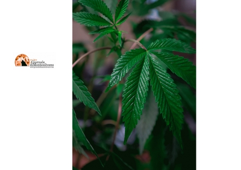 Montesilvano, con un deposito di marijuana da 500mila € 'arrotondava' con reddito di cittadinanza