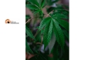 Montesilvano, con un deposito di marijuana da 500mila € 'arrotondava' con reddito di cittadinanza