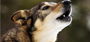Montesilvano/Sant’ Antonio Abate, festa degli animali, tra il sacro e profano.