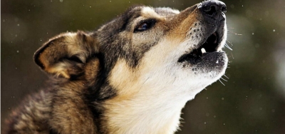Montesilvano/Sant’ Antonio Abate, festa degli animali, tra il sacro e profano.