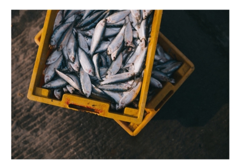 Costa dei Trabocchi. Pescaturismo e ittiturismo: in arrivo 22 mila euro per i pescatori