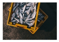Costa dei Trabocchi. Pescaturismo e ittiturismo: in arrivo 22 mila euro per i pescatori