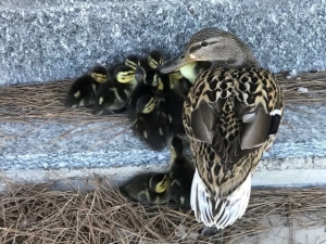 la famigliola salvata