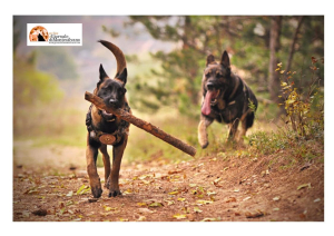 Addestramento cani antidroga, studio: procedimento standard per valutare le capacità olfattive