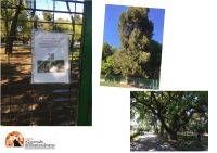 Pescara/Strada Pendolo. Ambientalisti vogliono conoscere il progetto a difesa verde.