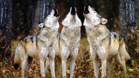Abruzzo/WWF, lupo minacciato e non minaccia