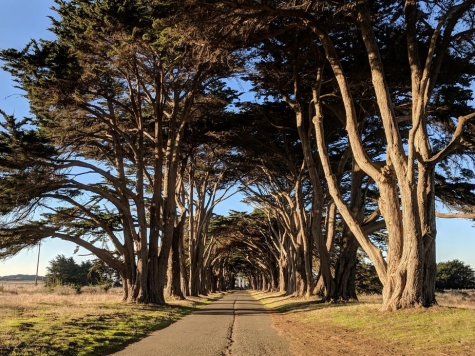 Settimana degli Alberi a Giulianova