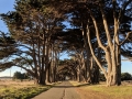 Settimana degli Alberi a Giulianova