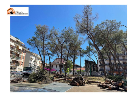Pescara, Radici in Comune: ripartiti i tagli di alberi