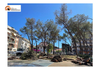 Pescara, Radici in Comune: ripartiti i tagli di alberi