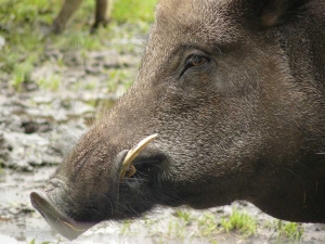 Caccia al cinghiale. Deregulation della gestione venatoria