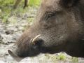 Caccia al cinghiale. Deregulation della gestione venatoria