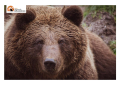 Trentino, Orso attacca turista francese per difendere i suoi cuccioli