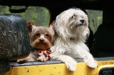 Traslochi all’estero: come comportarsi con gli animali domestici
