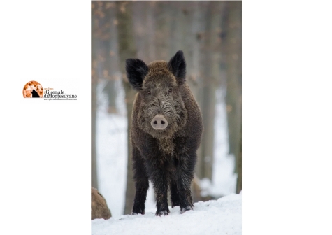Cinghiale, Imprudente: la caccia in Abruzzo da febbraio a settembre.