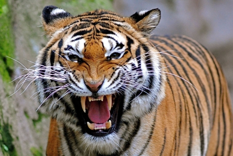 Pescara/Parco zoo la Rupe, ministero dell’ambiente fa chiudere la struttura.