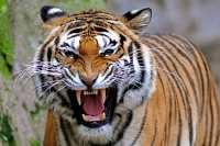 Pescara/Parco zoo la Rupe, ministero dell’ambiente fa chiudere la struttura.