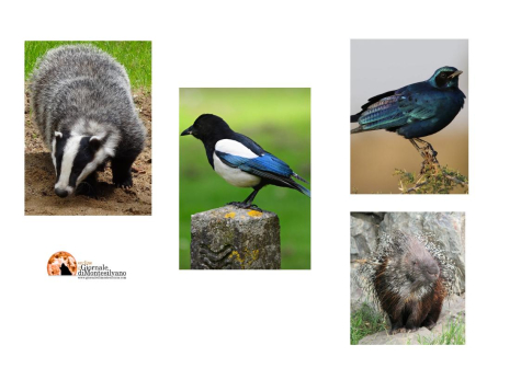 Cinghiali a Loreto e storni a Nocciano: Coldiretti chiede licenza di caccia straordinaria