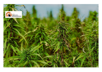 L'Aquila. G.I.C.O. trova piantagione marijuana