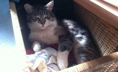 Mimì, 2006 - 2012