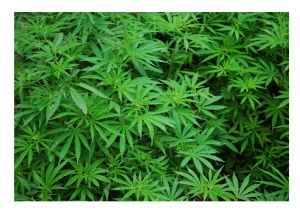 Cannabis: si potrà coltivare in casa per uso personale? I partiti ne discutono in commissione.