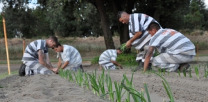 Corte di Strasburgo: Lavoro in carcere anche oltre i 65 anni.