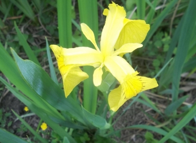 Iris d'acqua