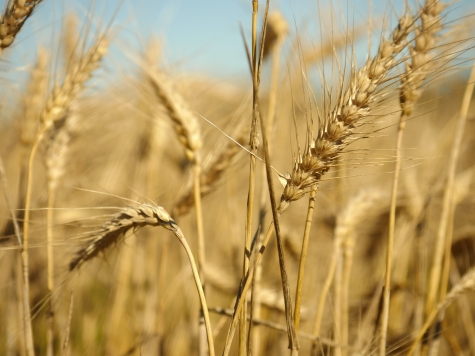 Test shock prodotti celiaci: il 13% di quelli esaminati conterrebbe glutine.