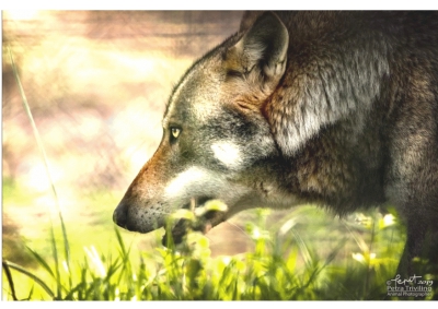 Lupo e Orso. Parco Nazionale della Majella, indennizzi agli allevatori in 24 ore
