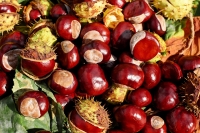 Vallerano, la festa della castagna
