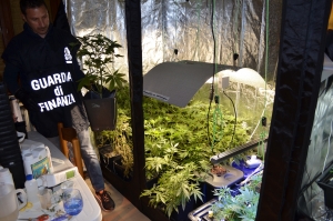 Marijuana. Rinvenuta coltivazione indoor con sistema grow room