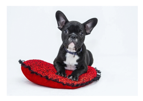 Microchip Day a Fossacesia