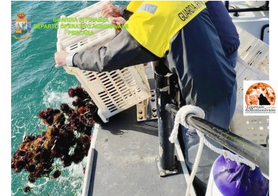 Pescatori subacquei sanzionati. Ecco cosa succede ai ricci di mare sequestrati.