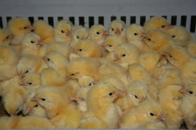 Lanciano, morte di 100mila pulcini, condannato a 2 mesi di reclusione un allevatore