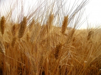Abruzzo/Grano è crisi senza precedenti. Agricoltori abruzzesi, blitz a Roma.