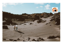 Messina, macabro ritrovamento, cane morto in una valigia