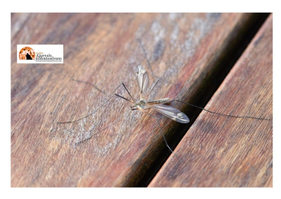 Dengue, sintomi e chi deve vaccinarsi