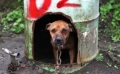 Orribile. Marocco/video: cecchini della polizia sterminano cani in massa.