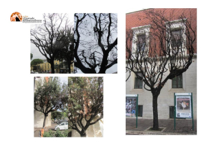 Pescara/Piazza Italia e Piazza Duca D’Aosta: abbattimento alberi