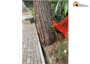 Pescara/Strada Parco. Co.n.al.pa. chiede spazi vitali alberi e l&#039;intervento di esperti