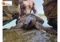Istituto zooprofilattico (IZS) di Teramo. D’Alfonso sfida Marsilio davanti a un giurì d’onore