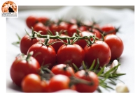 Abruzzo, pomodoro settore strategico. Coldiretti in allerta: 100 milioni di chili dalla Cina.