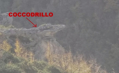 Coccodrillo