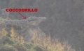 Coccodrillo