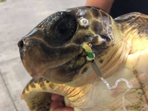 tartaruga soccorsa