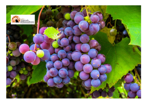 Abruzzo/vino, perdita economica di 163.961.600 euro per la peronospora