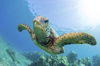 Tartarughe marine. Recupero al Centro di Riabilitazione "L. Cagnolaro"