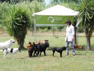 Il dog Village